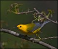 _1SB8614 prothonotary warbler